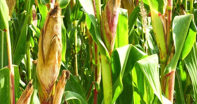 Corn fields before the fall harvest. maize,