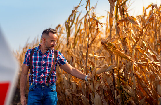 Farmer checking dry corn ear cob health before harvest in field.
