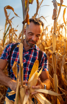 Farmerstanding in fild peeling husk to check ripe golden corn ear at sunset.