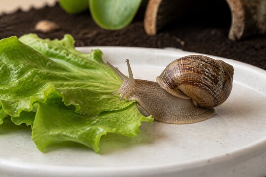 Garden snail with a brown striped shell crawling towards a fresh green lettuce leaf on a white plate
