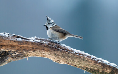 European Crested Tit Perched on Snowy Branch © Oskar