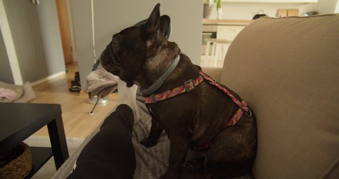 An authentic moment of wellness and companionship featuring a dark French bulldog sitting on a couch. Perfect for pet care, remote work lifestyle, and domestic animal content.