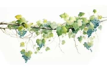 Naklejka premium Vine nature grapes plant.