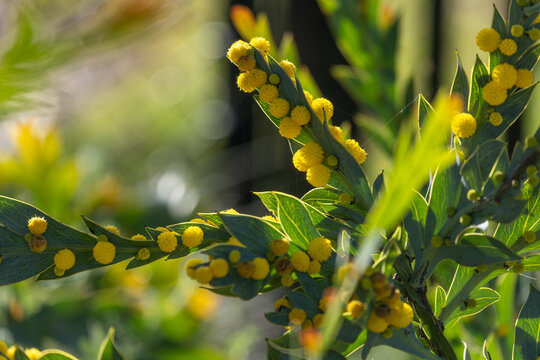 Yellow wattle blooms (Acacia glaucoptera / Flat Wattle) displaying globular flower heads and distinctive winged phyllodes. Native Australian flora and spring garden blossoms.