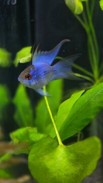 Vibrant electric blue ram cichlid fish swimming near fresh green aquatic plants in a freshwater aquarium.