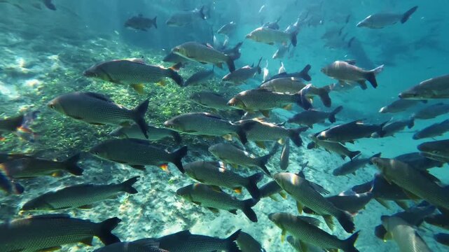 School of Fish Above Aquatic Plants in Rio da Prata Brazil