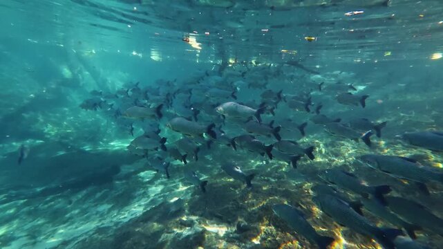 Large Fish Gathering Over Rocky Rio da Prata Riverbed Brazil