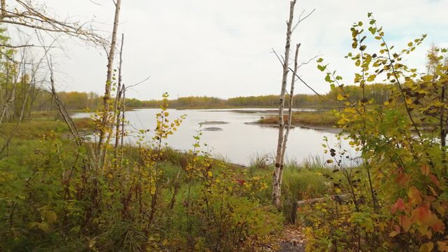Autumn landscape featuring calm pond surrounded by forest with birch trees and colorful foliage in peaceful nature environment.
