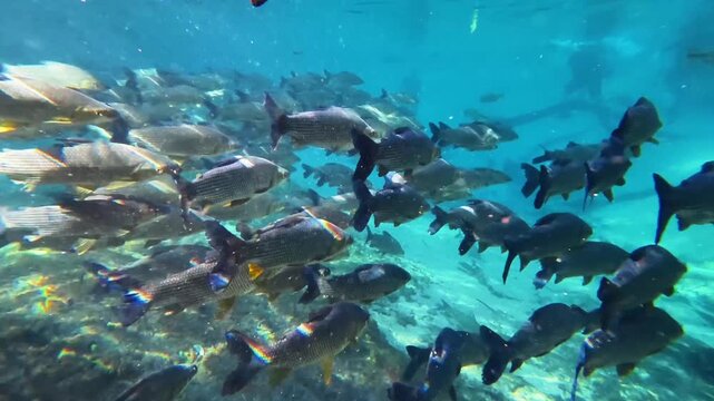 School of Fish Above Rocky Riverbed in Rio da Prata Brazil