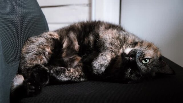 A cute, sleeping, curled up tortoiseshell cat with its face covered by a paw wakes up and looks at the camera. Domestic pet rest, cozy feline nap, indoor comfort. High quality 4K footage.