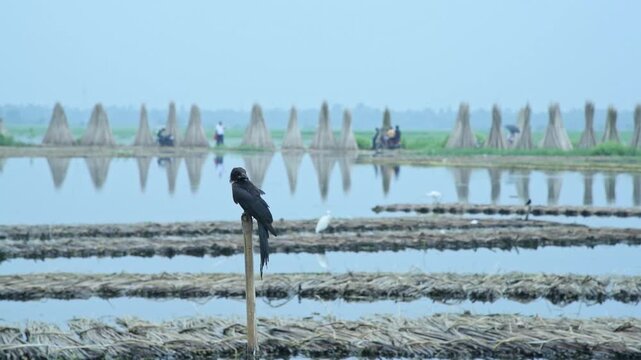 A solitary black drongo (Dicrurus macrocercus) perched on a bamboo stick in a serene water body, with raw jute stalks retting in the water and drying along the background bank. The rural wetland scene