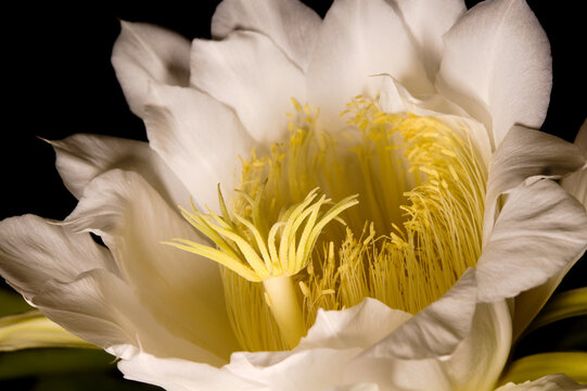 Flowering Costa Rica nightblooming cactus, Selenicereus costaricensis, AKA Queen of the Night, natural macro background