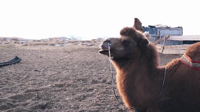 Bactrian camel with bridle standing in arid desert landscape in Mongolia