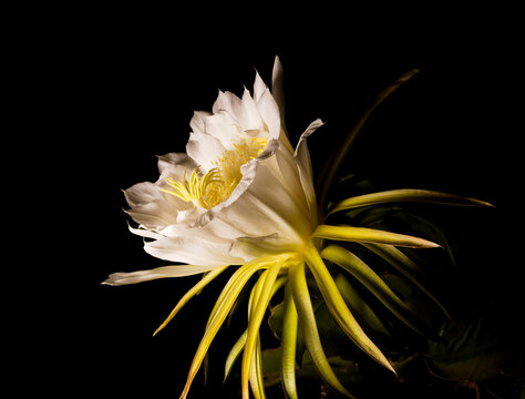 Flowering Costa Rica nightblooming cactus, Selenicereus costaricensis, AKA Queen of the Night, natural macro background