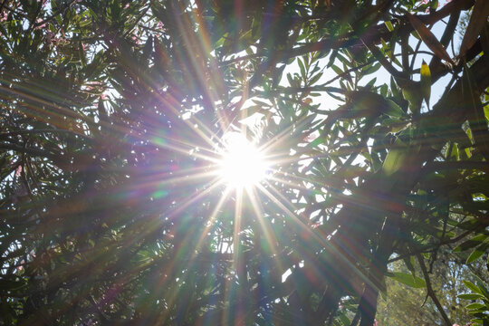 Sun shining through green foliage creating lens flare