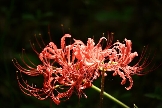 Red lycoris radiata
