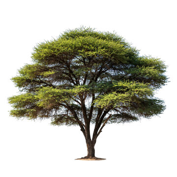Large african acacia tree with a wide spreading canopy and dense green foliage isolated on a transparent background
