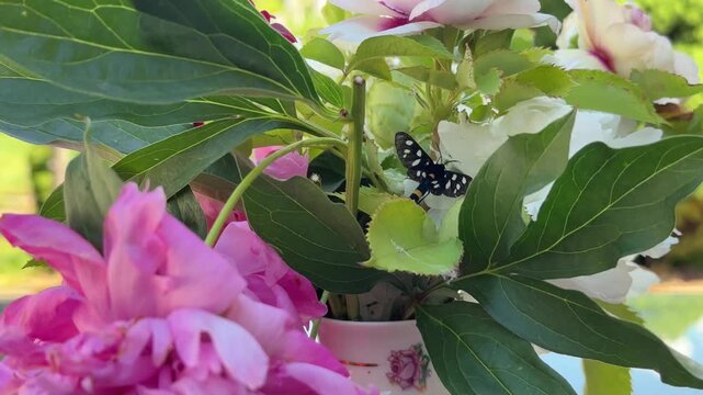 Macro video of a beautiful black moth with white spots sitting on a white peony flower in a summer garden