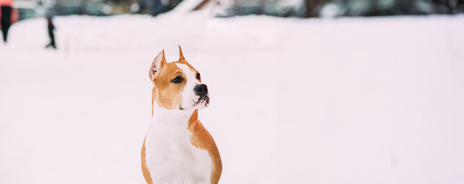 Dog American Staffordshire Terrier Standing In Snow Near Woman Feet At Winter Day