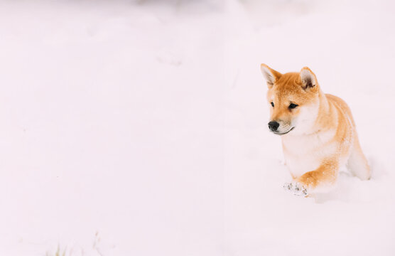 Young Japanese Small Size Shiba Inu Dog Play Outdoor In Snow, Snowdrift At Winter Day