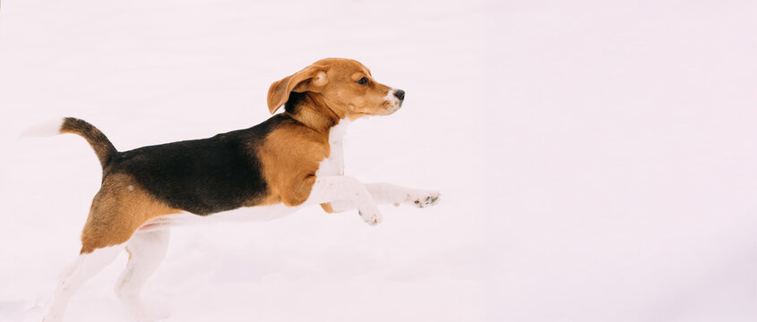 Beautiful Funny Puppy Of English Beagle Playing Fast Running In Snow At Winter Day