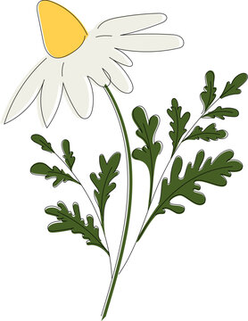 Vector illustration of chamomile with leaves