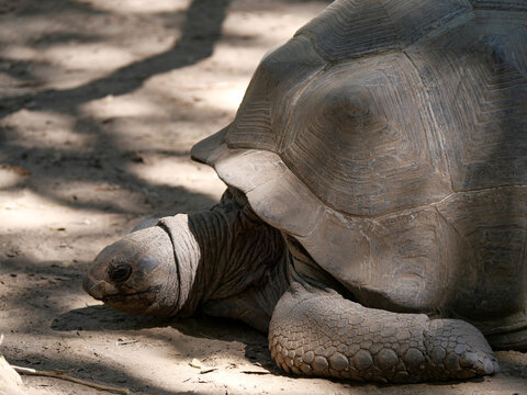 Aldabra giant tortoise walking slowly in shade at A Cupulatta Corsica