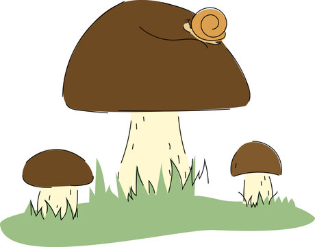 Porcini mushrooms with snail vector illustration