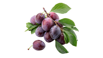 Fresh ripe plums branch with green leaves isolated on transparent background sweet organic fruit element © AmeliaLily