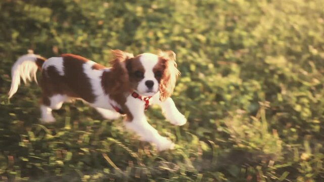 Spaniel puppy runs across a grassy field at golden hour