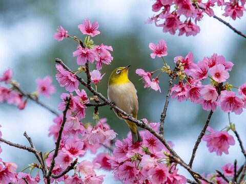 apanese White-eye Feeding on Pink Cherry Blossoms, Miyako Island