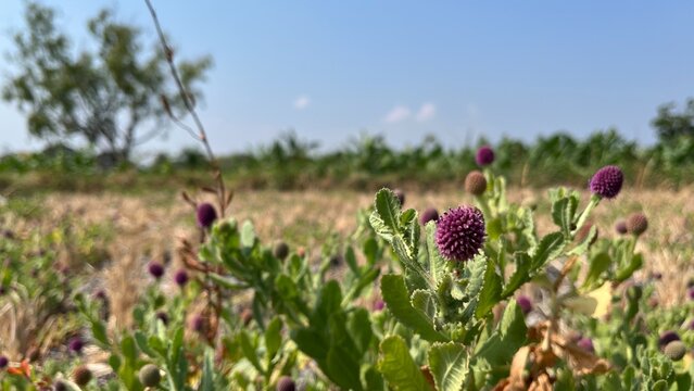 Sphaeranthus indicus produces rounded purple flower heads among drying agricultural fields after rice harvest, showing authentic wild vegetation in a calm Indonesian rural setting.