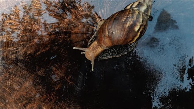 A time-lapse video capturing a Giant African Snail (Lissachatina fulica) crawling across a wet wooden plank after the rain.
