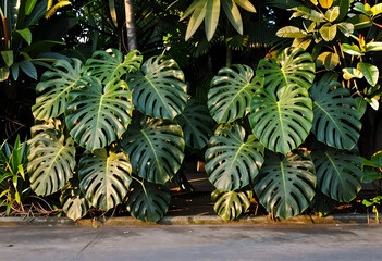 Fototapeta premium Biophilic design and urban gardening, large monstera deliciosa leaves in a tropical garden setting with sunlight and shadows on a concrete sidewalk
