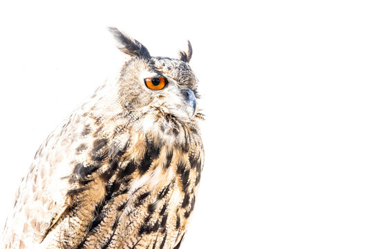 Uhu Portrait vor wei&szlig;em Hintergrund
