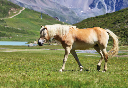 Horse in nice Alps landscape with  lake and mountain, Rifflsee in Pitztal, Austria
