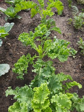  Kale in the field_Brassica oleracea acephala plant