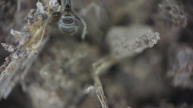 Microscope Ant Moving Across Dirt Close Up - UK Garden 