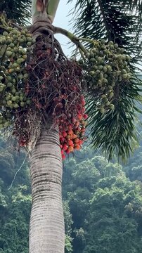 Wine Palm Tree with Vivid Red Fruits, Exotic Tropical Plant in Asia, Vibrant Botanical Detail, Colorful Foliage in a Lush Rainforest Setting