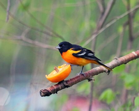 A vibrant Baltimore Oriole perched gracefully on a thin tree branch while feeding on a fresh orange slice during a sunny spring day in nature