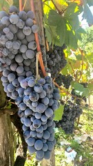 Naklejka premium bunch of red grapes in the vineyard, part of