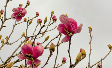 Soft spring background with beautiful branch of magnolia tree with pink flower © millaf (Nemchinova)