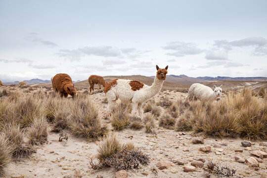  Llamas in Park on a summer day. Andes mountains