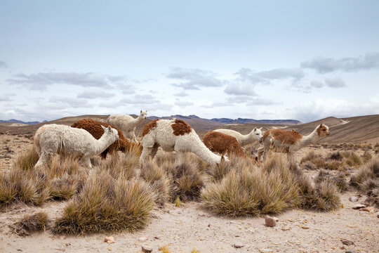  Llamas in Park on a summer day. Andes mountains