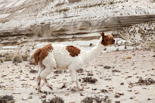  Llamas in Park on a summer day. Andes mountains