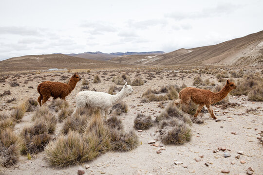  Llamas in Park on a summer day. Andes mountains