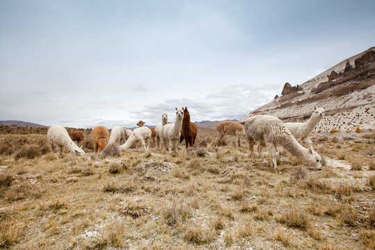  Llamas in Park on a summer day. Andes mountains