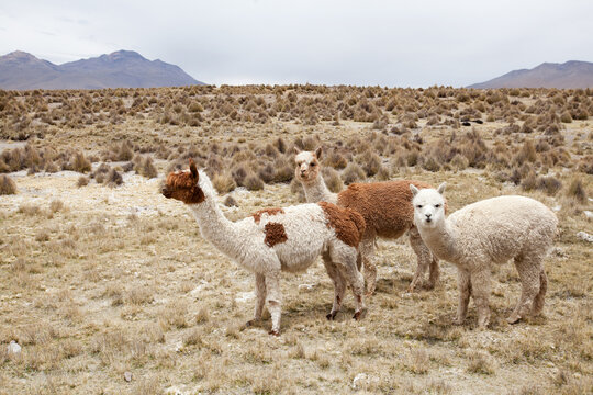  Llamas in Park on a summer day. Andes mountains