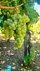 Naklejka premium bunch of white grapes in the vineyard, vertical