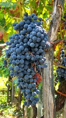 Naklejka premium bunch of red grapes in the vineyard, part of